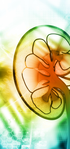 2026 Professional Renal Education Conference image