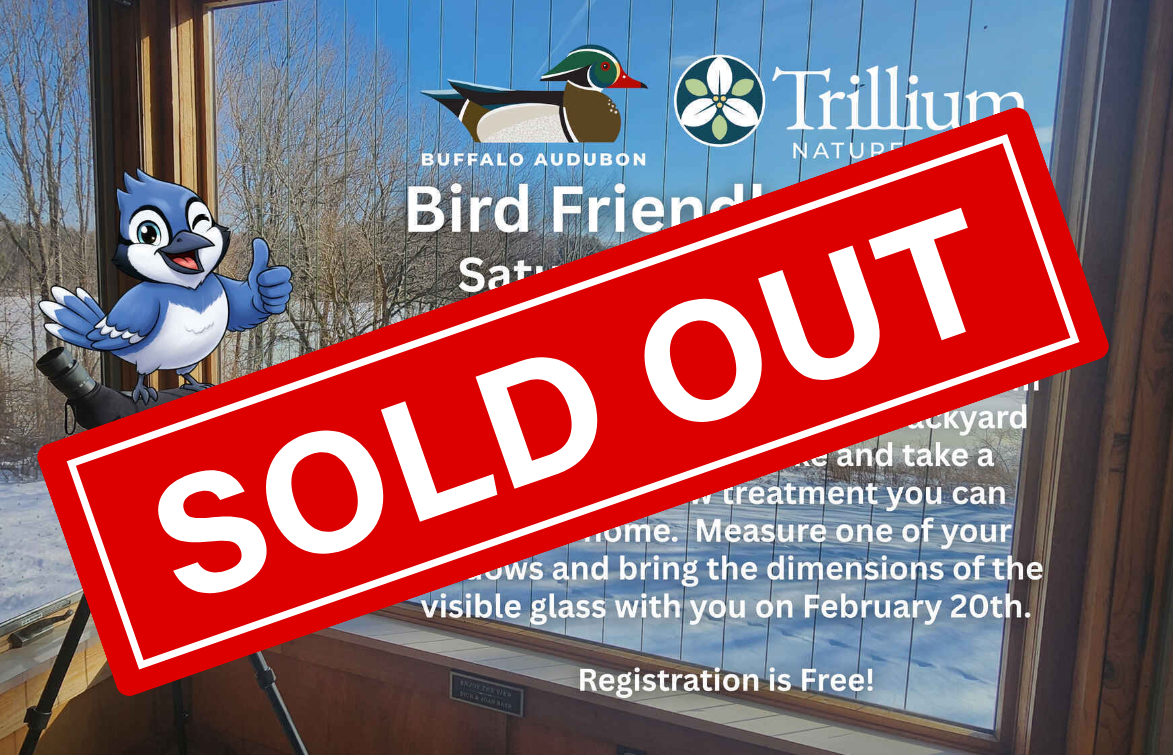 Bird Friendly Buffalo image