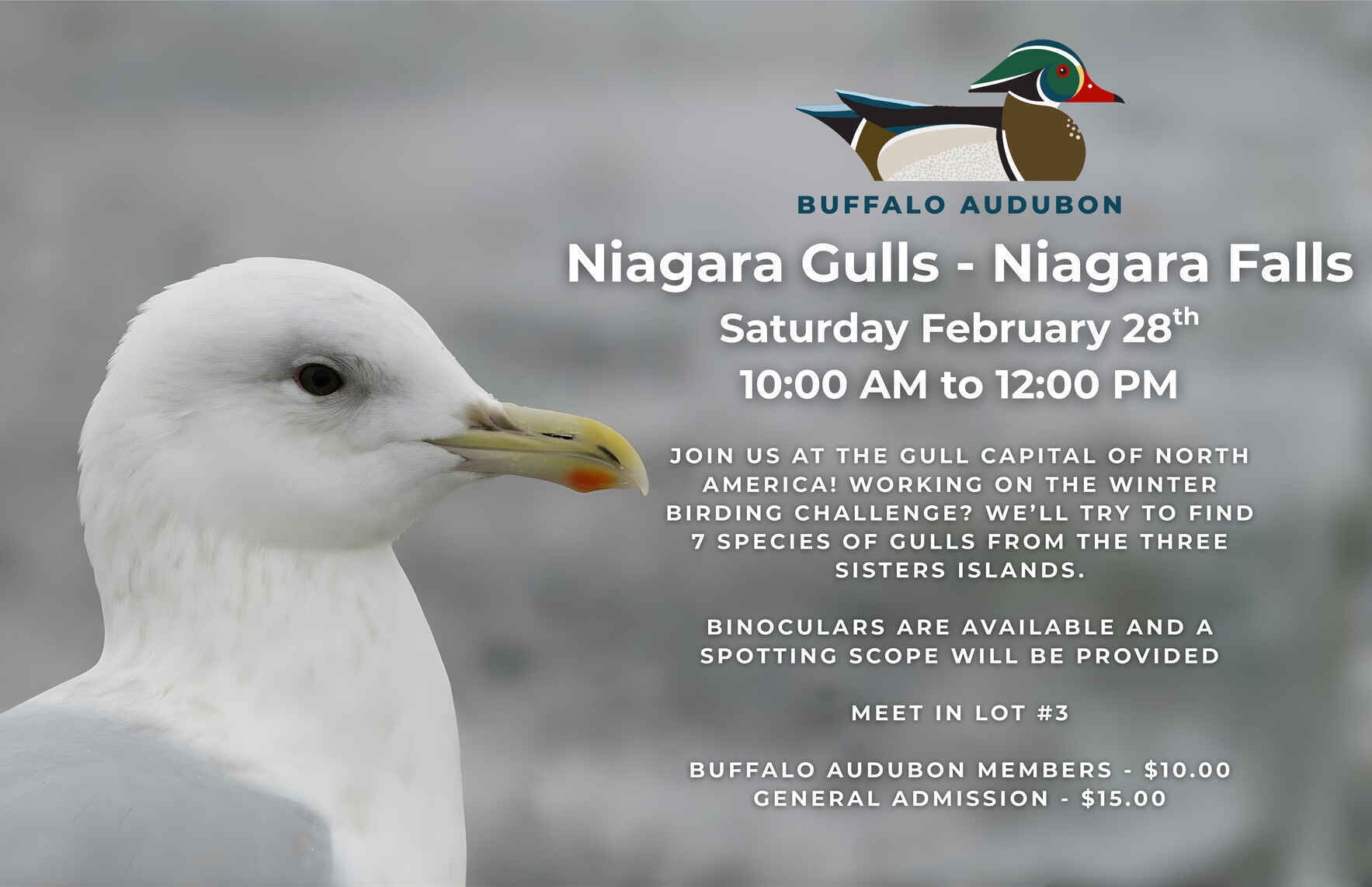 Niagara Gulls - Niagara Falls image