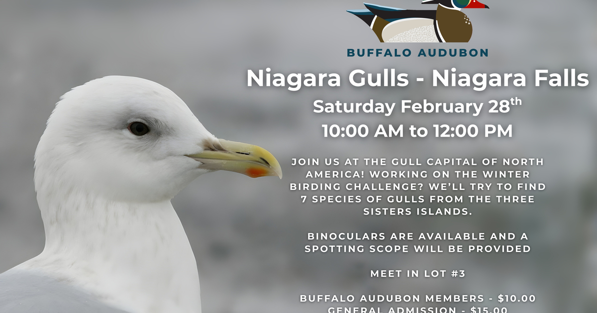 Buffalo Audubon Society Inc - Niagara Gulls - Niagara Falls