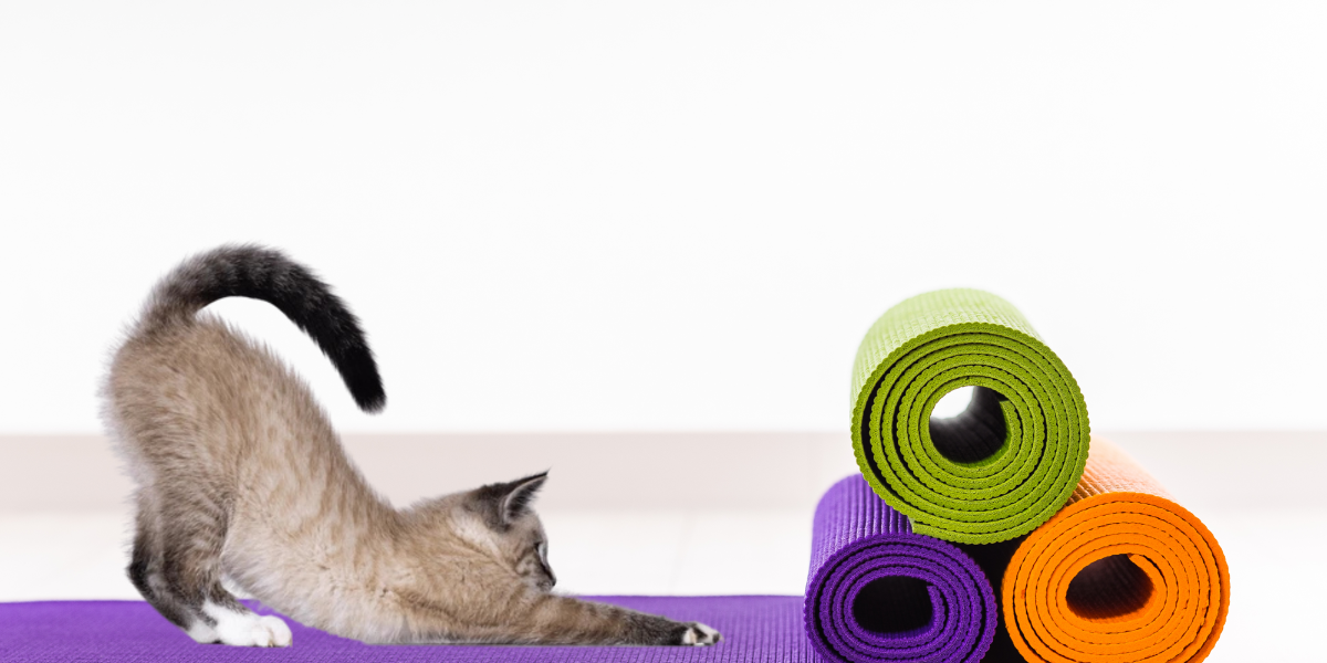 Kitty Yoga with Lauren Cobb image