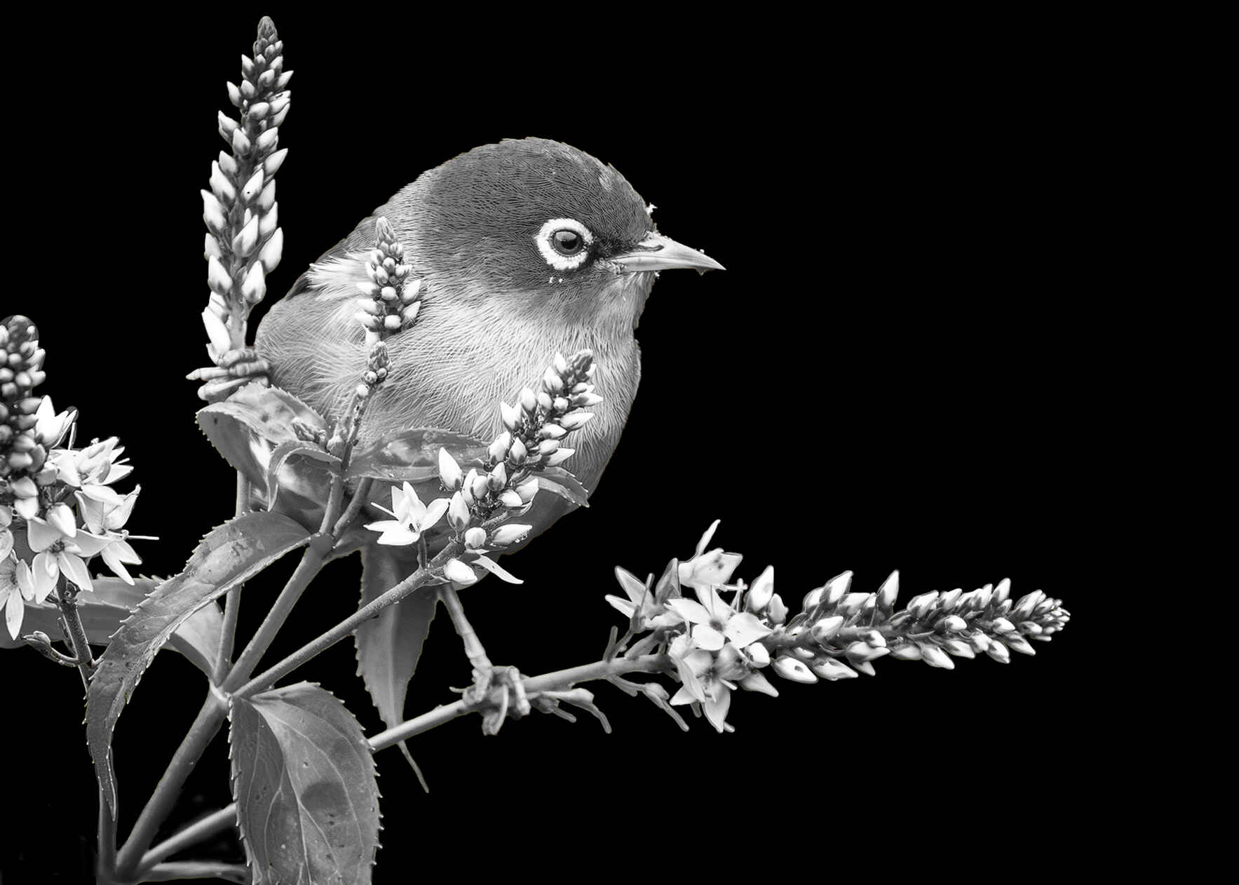 X 2026-A1 - Beginner's Scratchboard Masterclass with Brittany "BeeJay" Johnson image