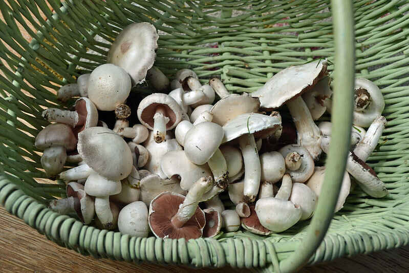 Sustainability at Home: Preserving Edible Mushrooms 101 image