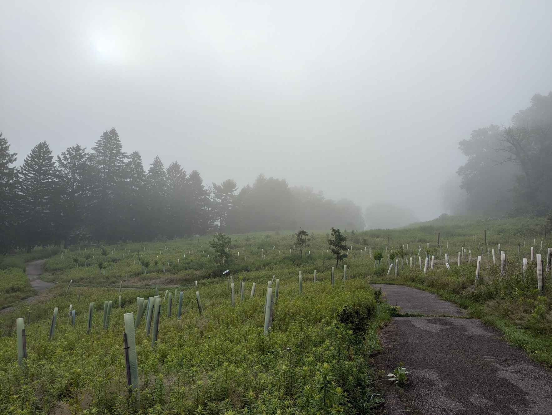 Churchill Valley Greenway- Stewardship Hike image