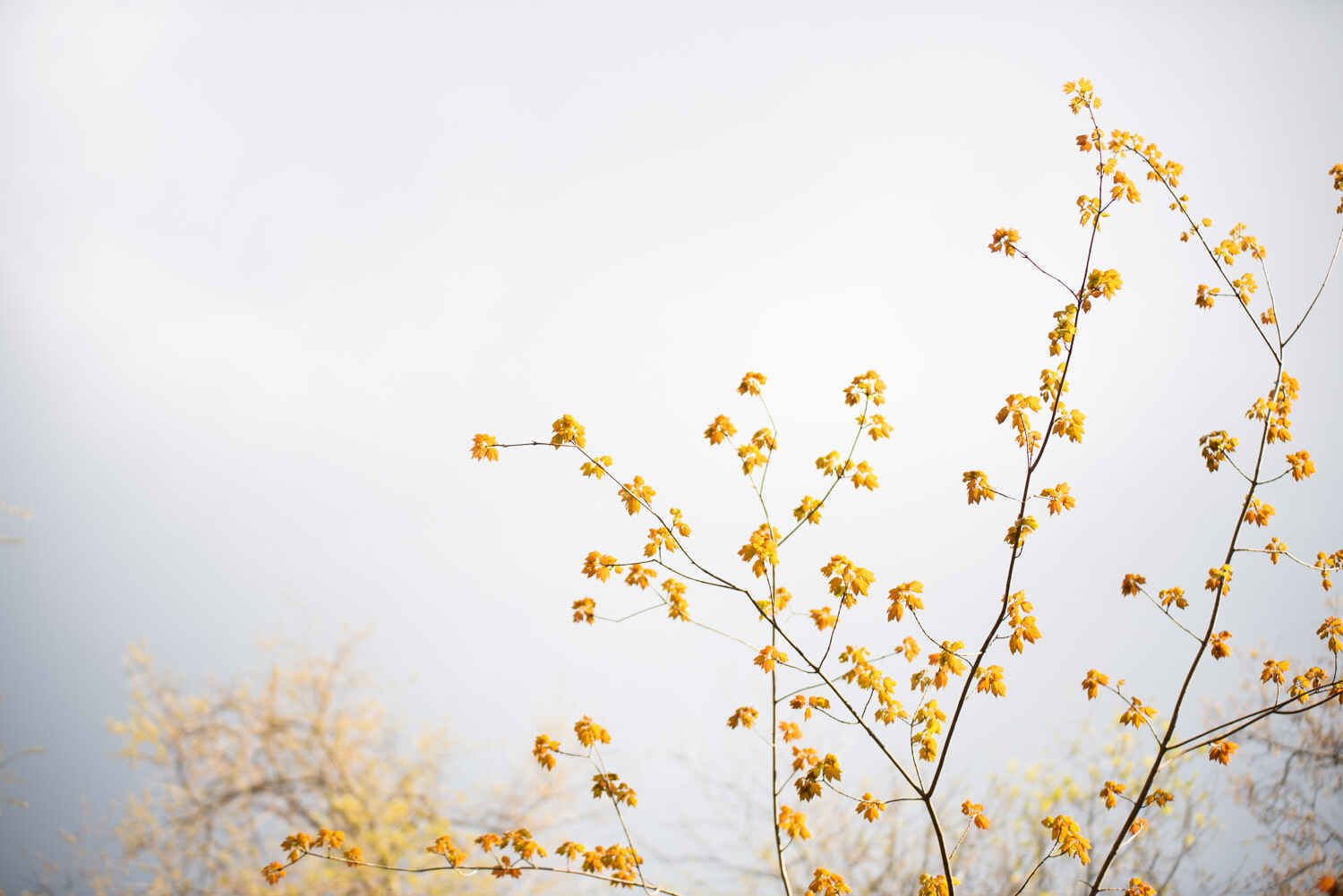 Girty's Woods- Tree Planting image