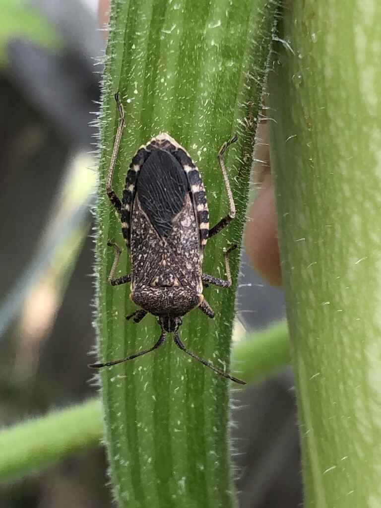 Sustainability at Home: Pest Patrol image