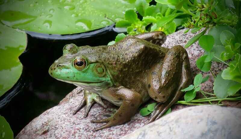 Sustainability at Home: Small Ponds and Backyard Water Gardens image