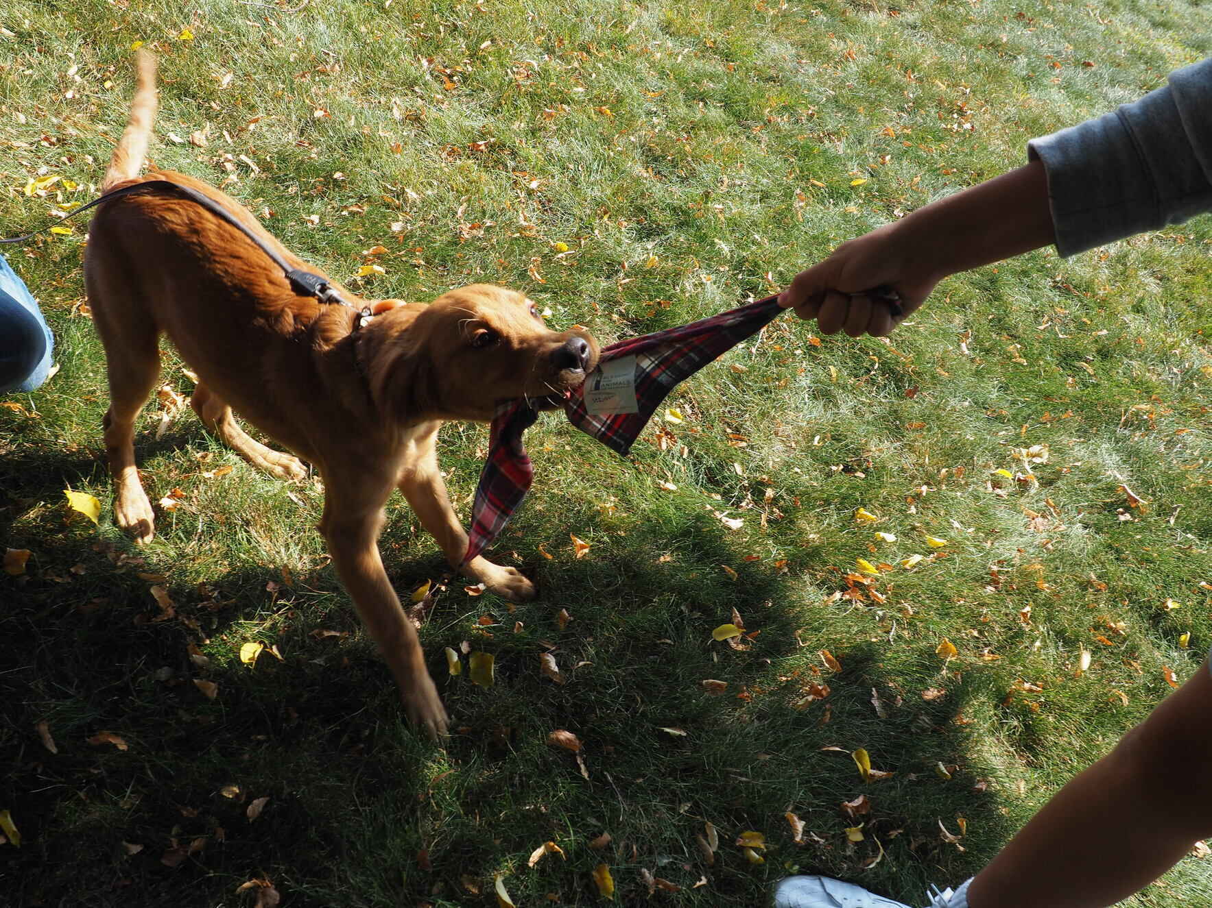 2026 Blessing of the Animals image