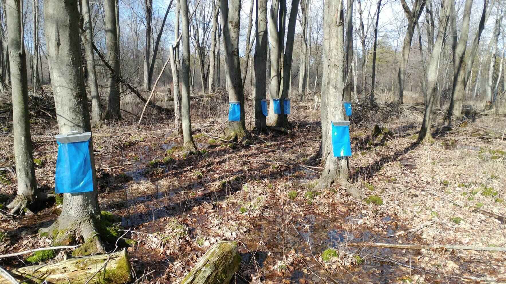 Sap to Syrup 2026 image