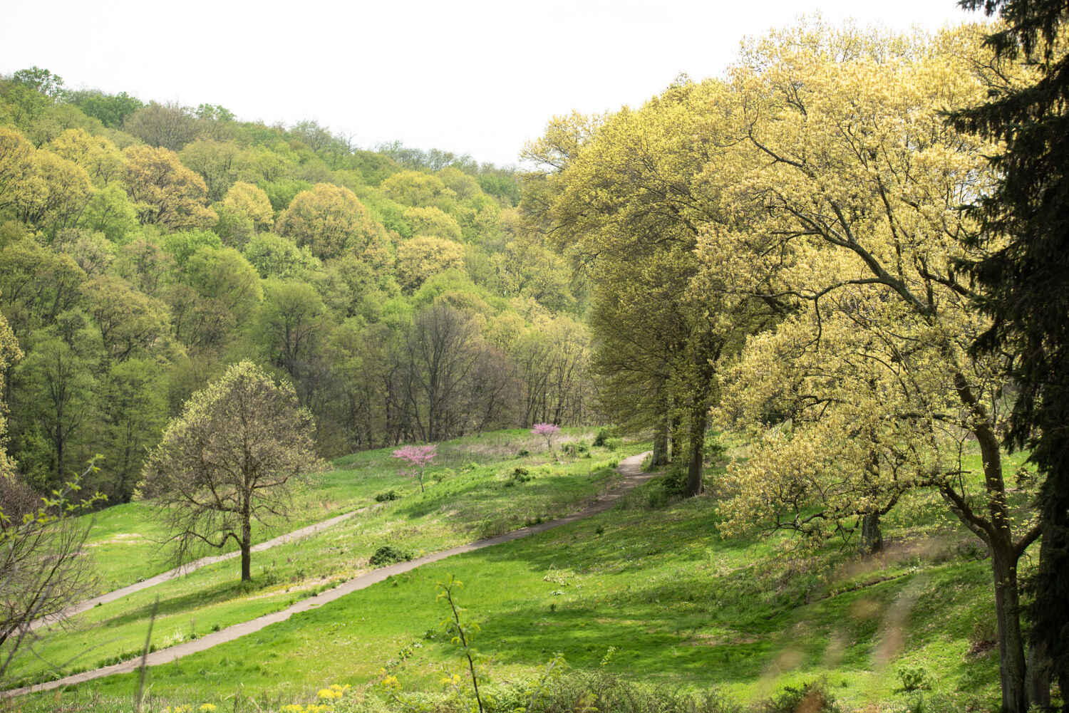 Invasive Plant Management- Churchill Valley Greenway image