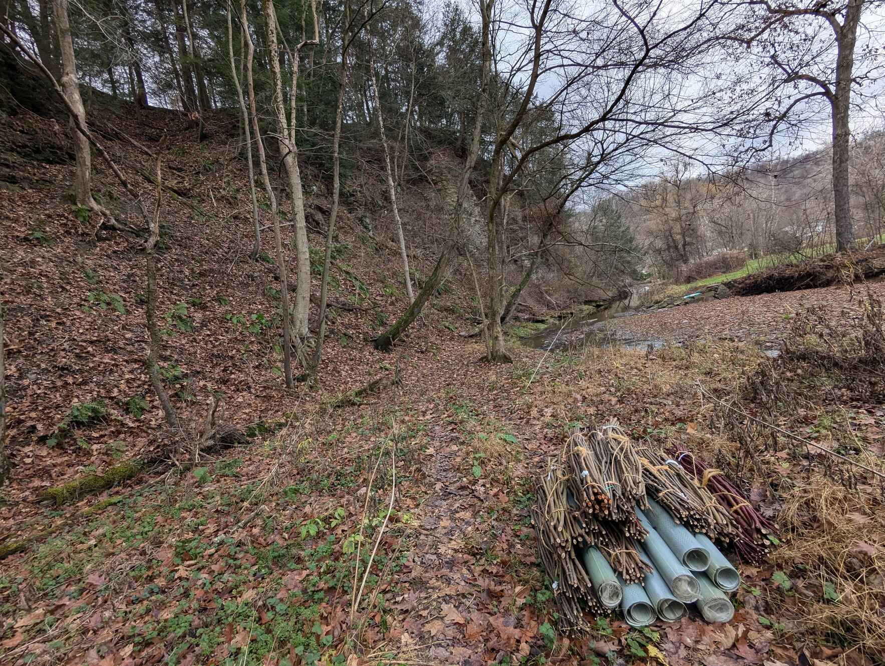 Live Stake Harvest- Churchill Valley Greenway image