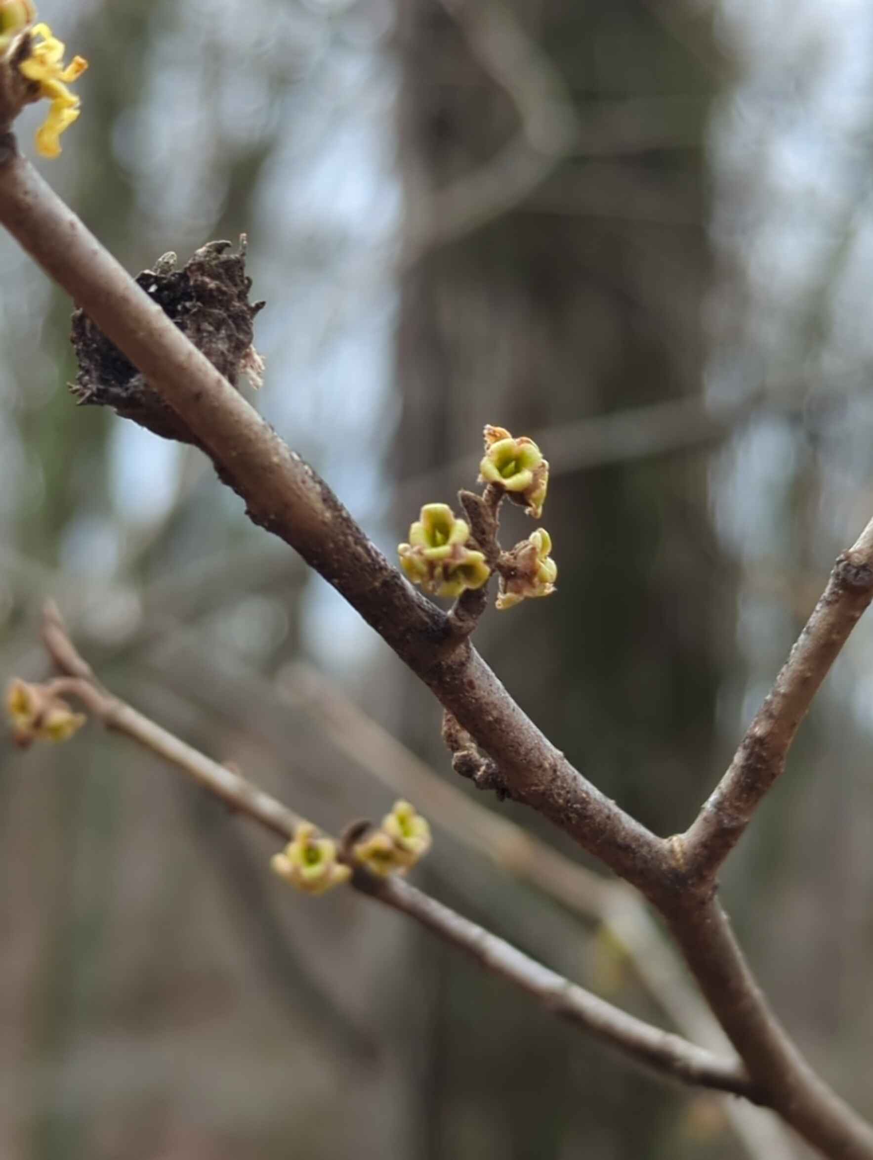 Live Stake Harvest- Wingfield Pines image