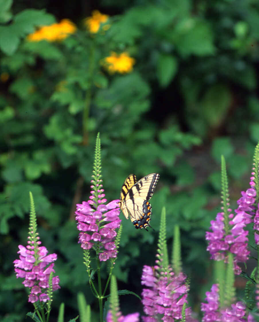 2026 Native Garden Workshop image