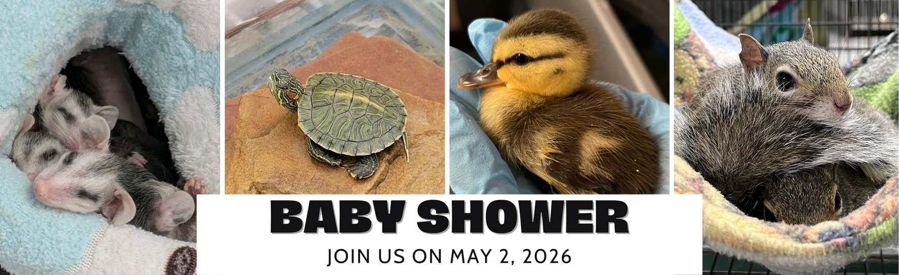 WildCare Oklahoma Spring 2026 Baby Shower image