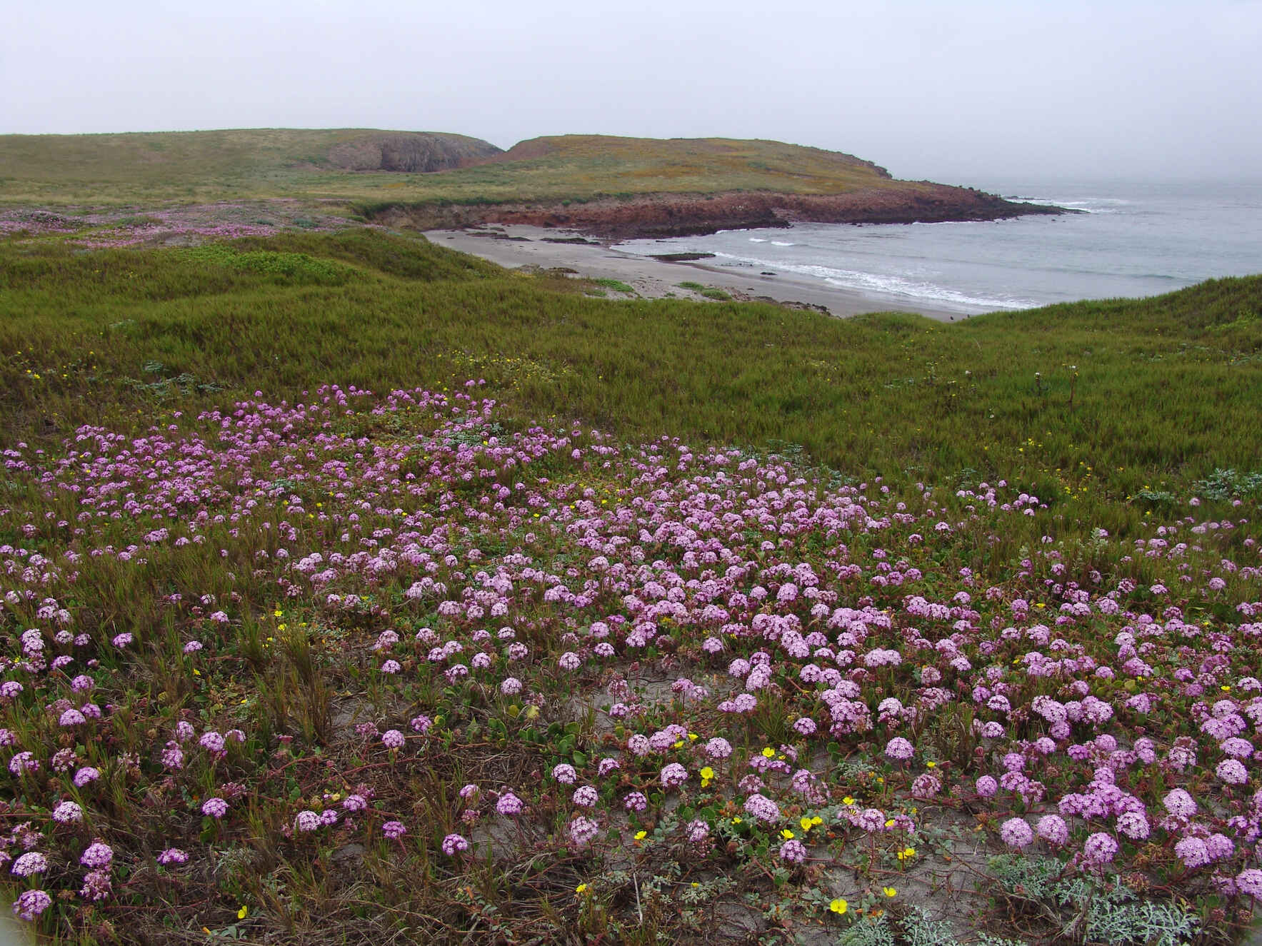 Fraser Point - Santa Cruz Island (General Admission) image