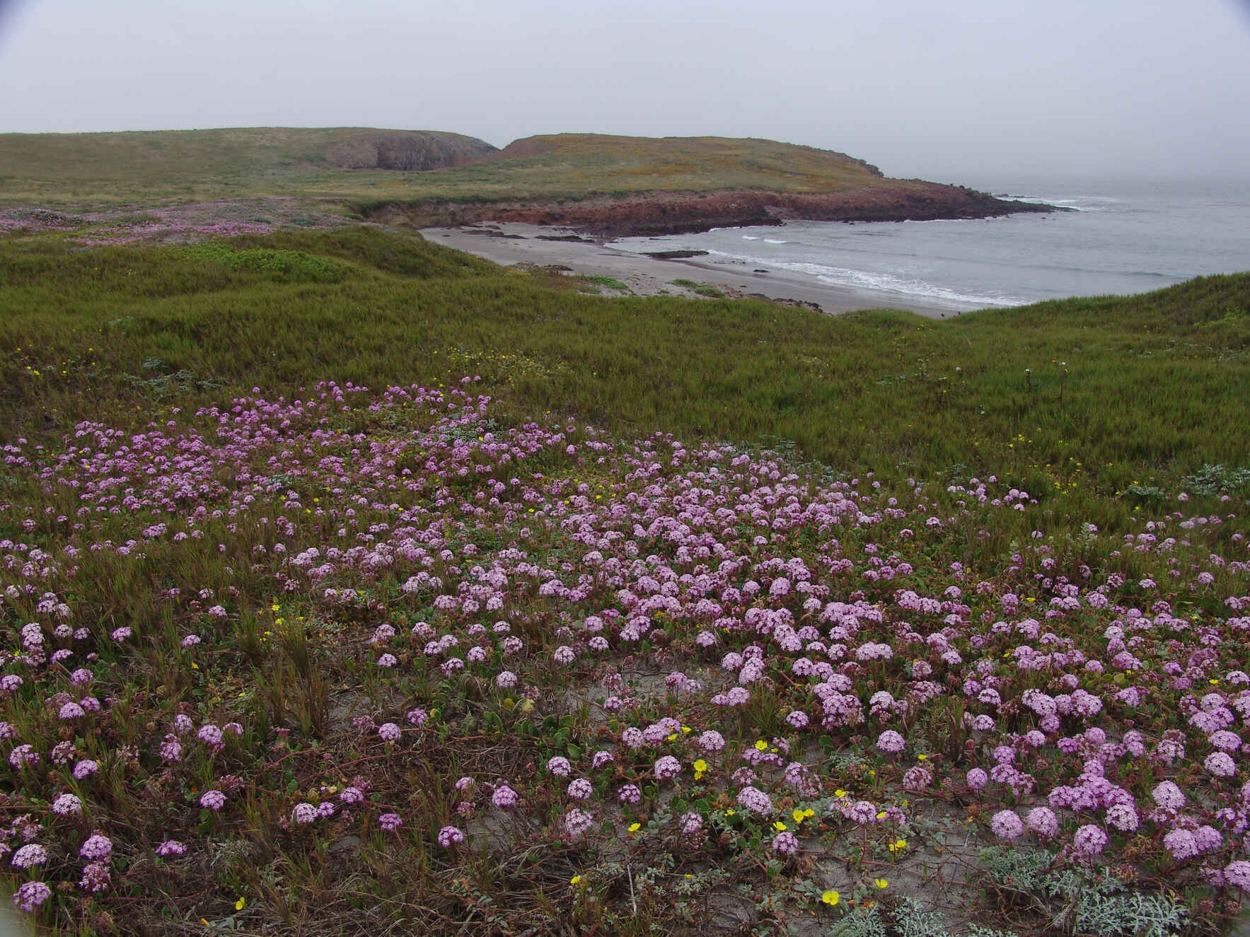 Fraser Point - Santa Cruz Island (Island Fox Members) image