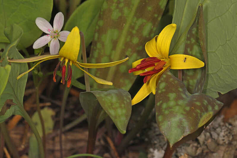 Spring's Early Bloomers Webinar image