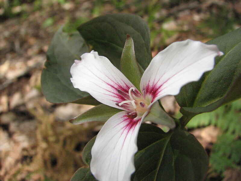 Take a Hike, Taxes! image