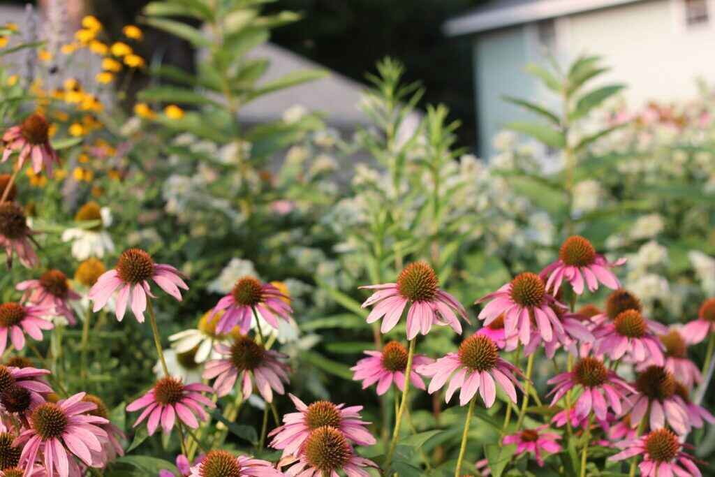 Connecting People with Native Plants for a Healthy Planet image