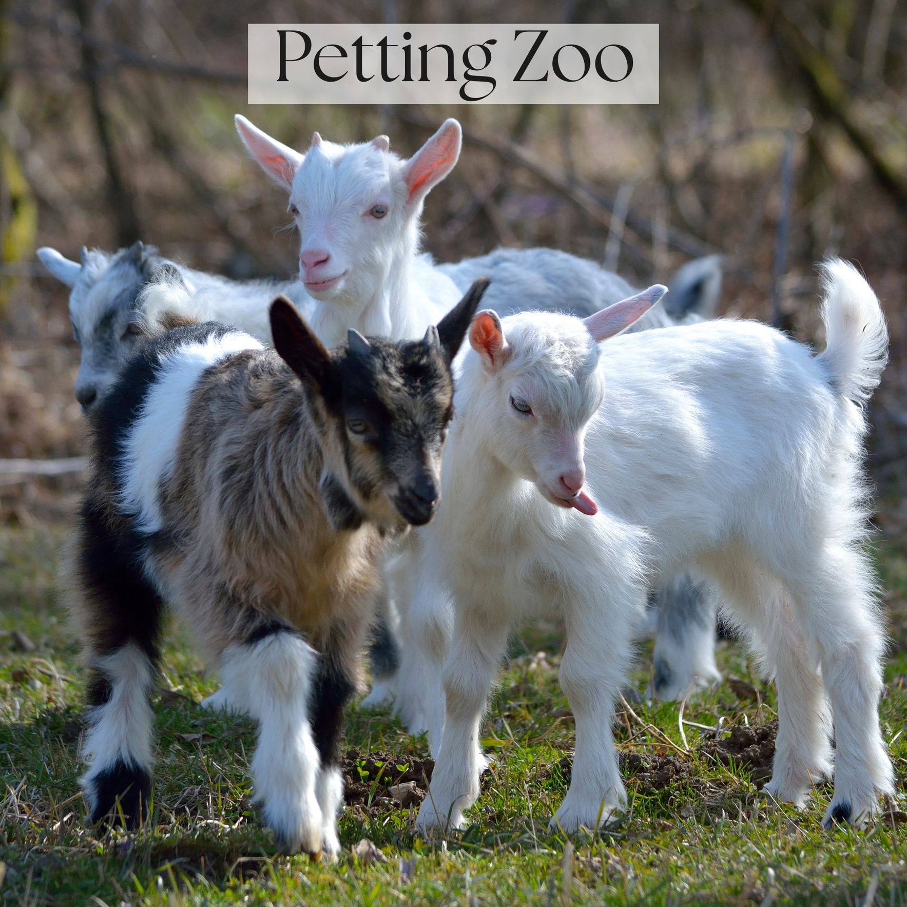 Baby Animals & Big Smiles: A Petting Zoo Experience image