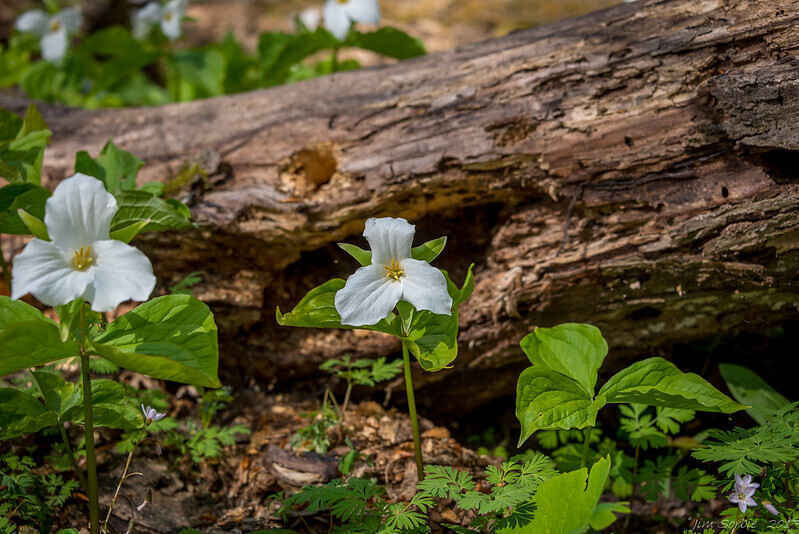 50+ Walking Series with AARP: Spring's Early Wildflowers at Barking Slopes image