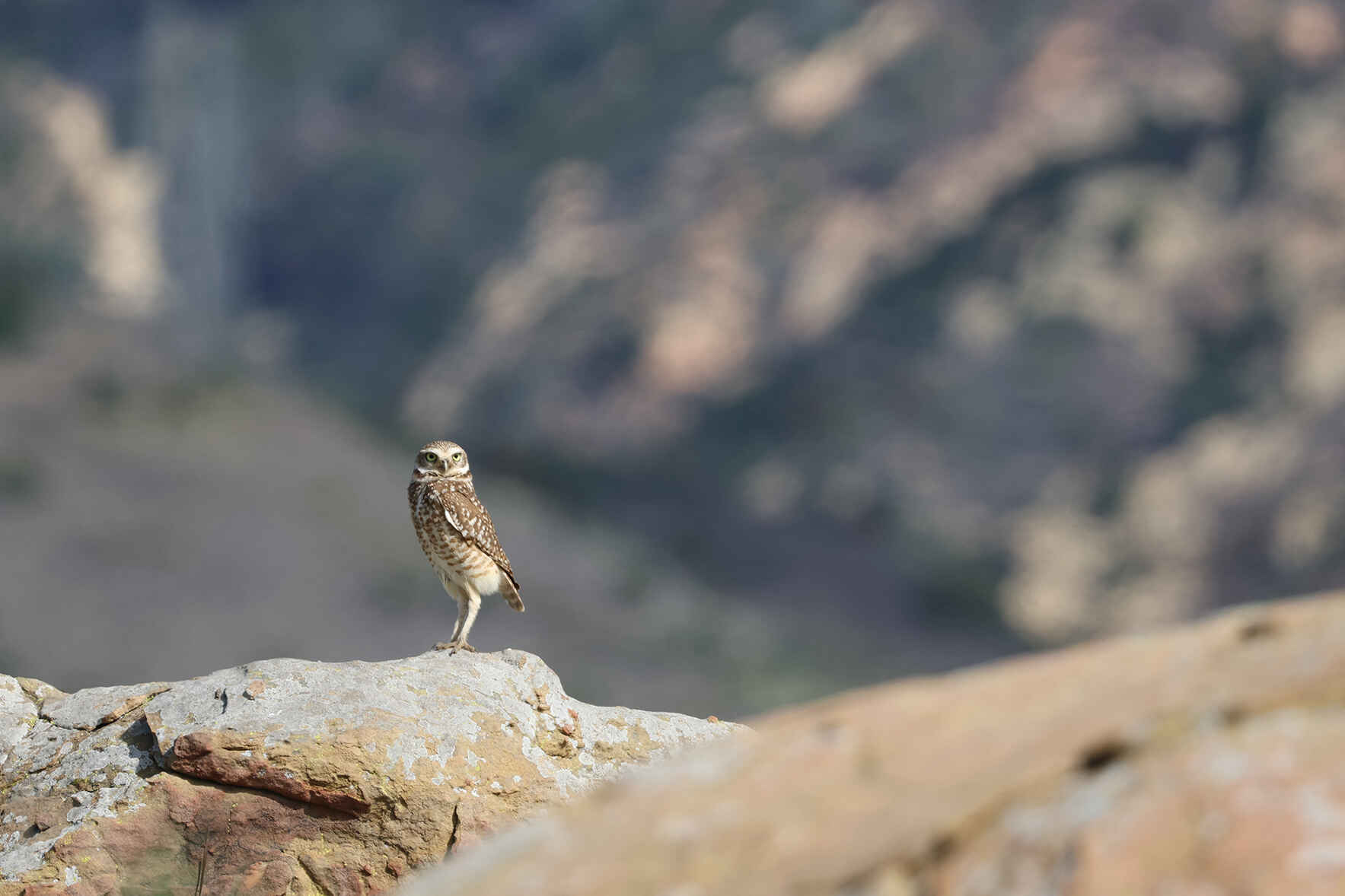 2026 Great Backyard Bird Count image