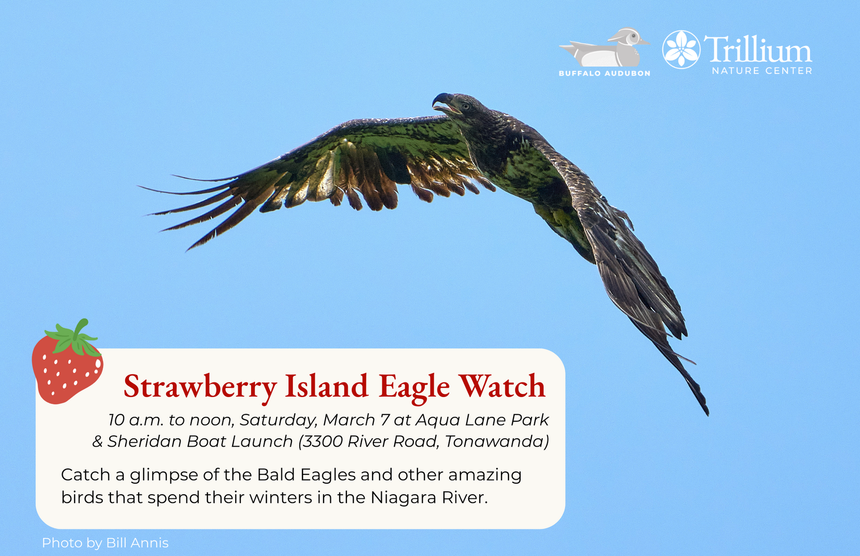 Strawberry Island Eagle Watch image