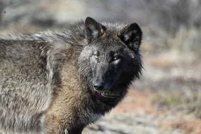 Stewardship Roundtable - CDFW Wolf Update image