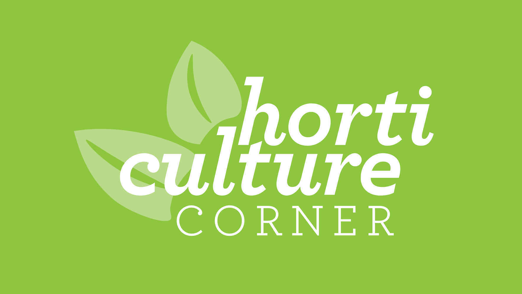 Horticulture Corner: Florida Wildflowers image