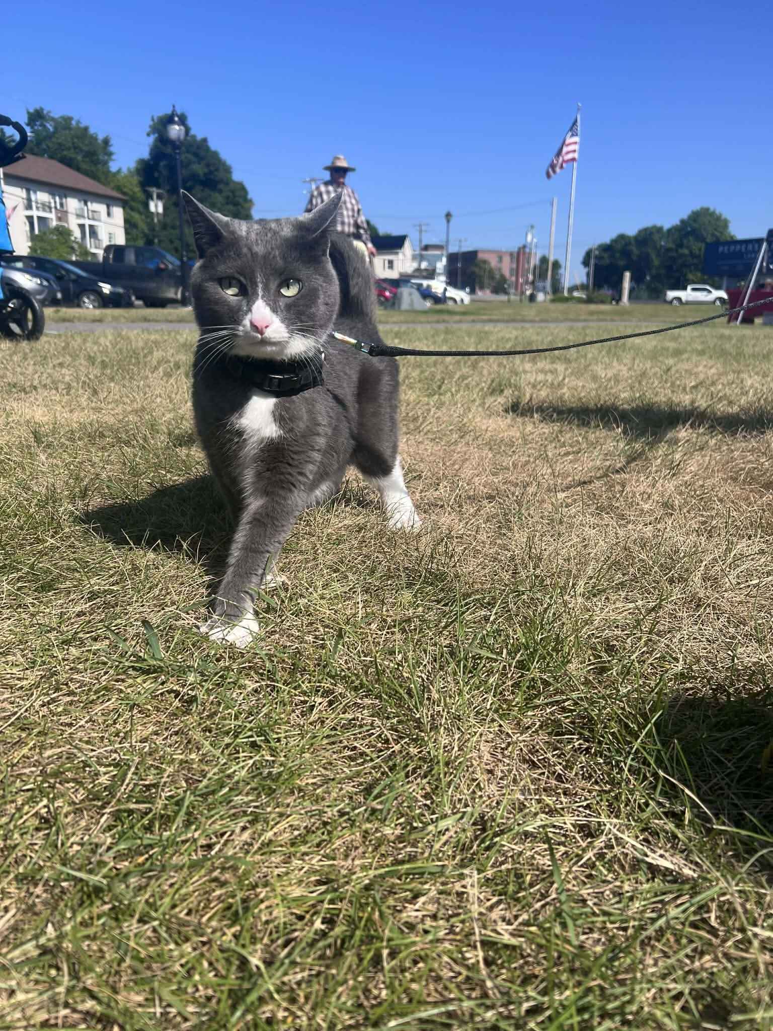 🎨 Call for Artisan Vendors: 2026 June Art Walk image