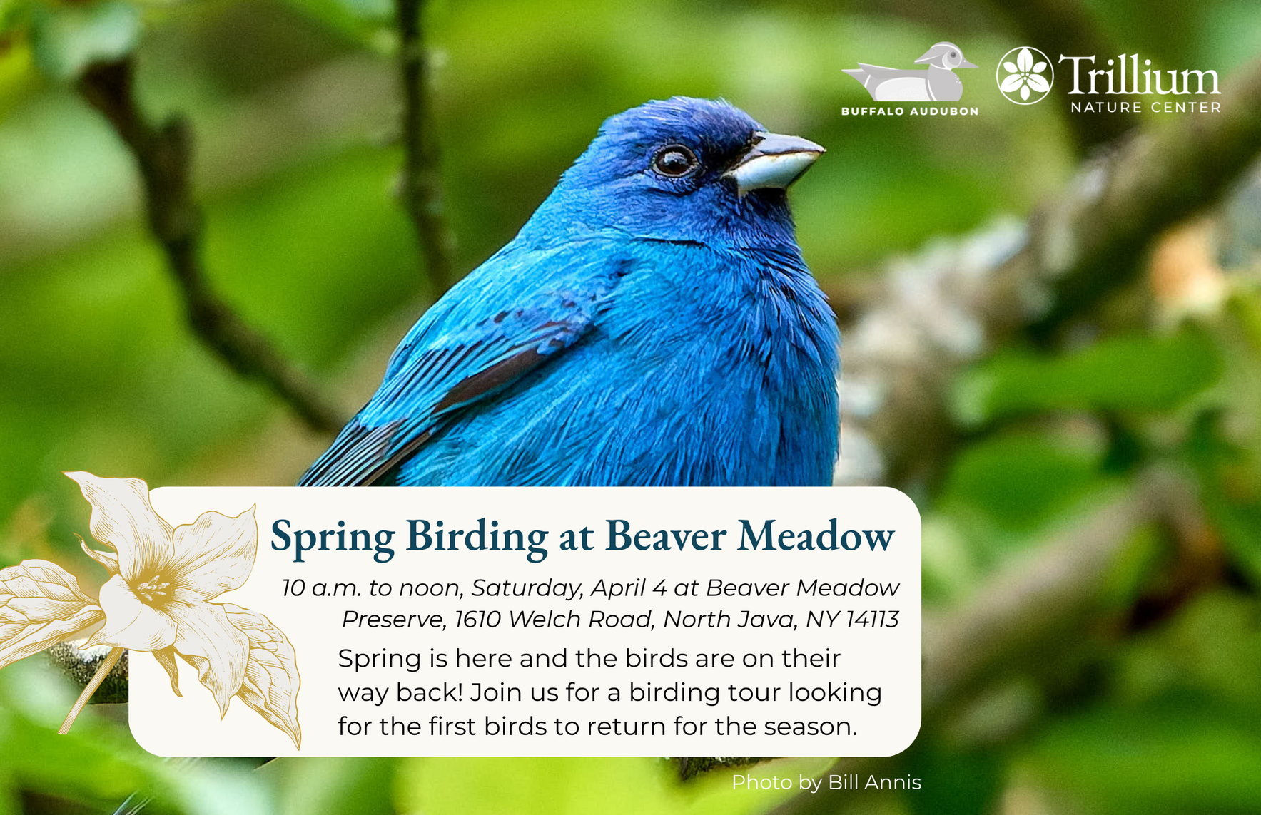Spring Birding at Beaver Meadow image