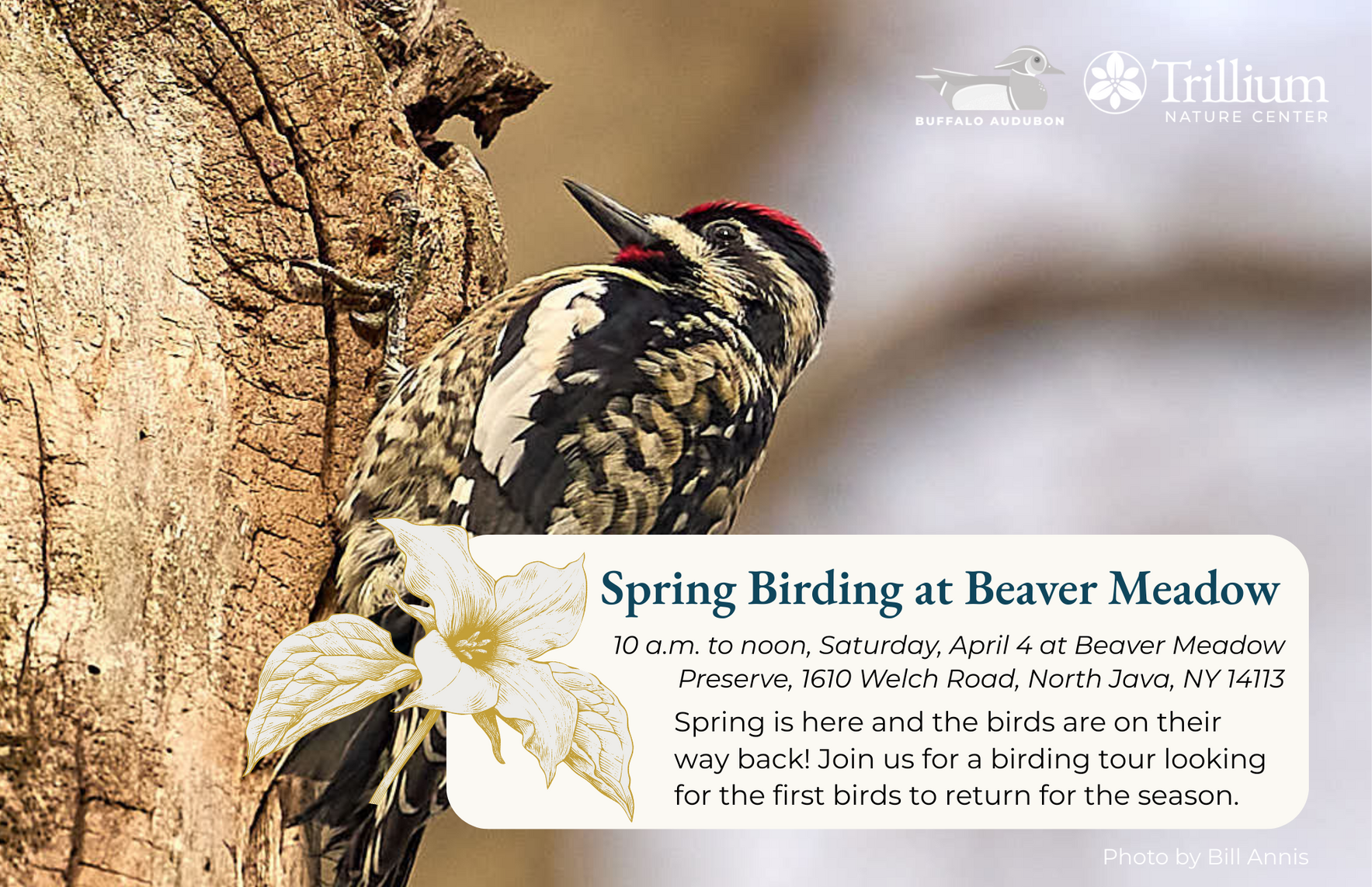 Spring Birding at Beaver Meadow image