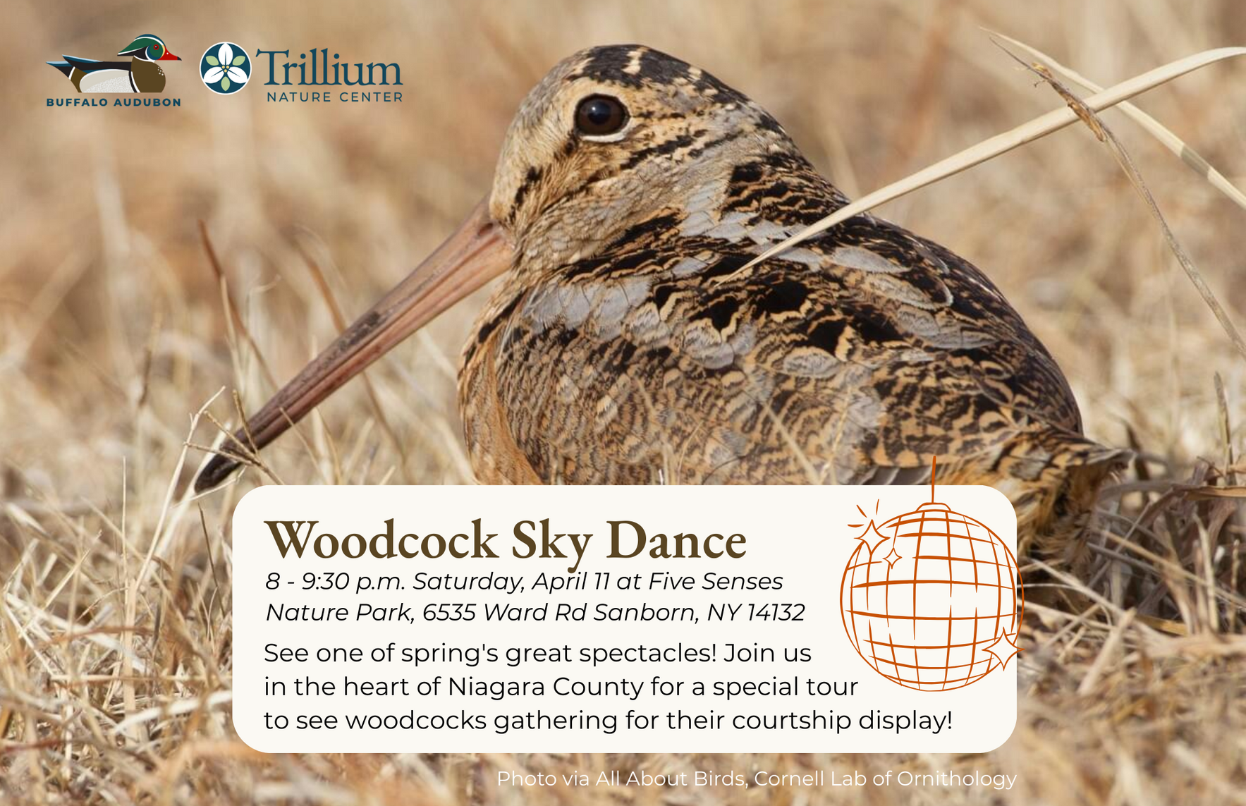 Woodcock Sky Dance image