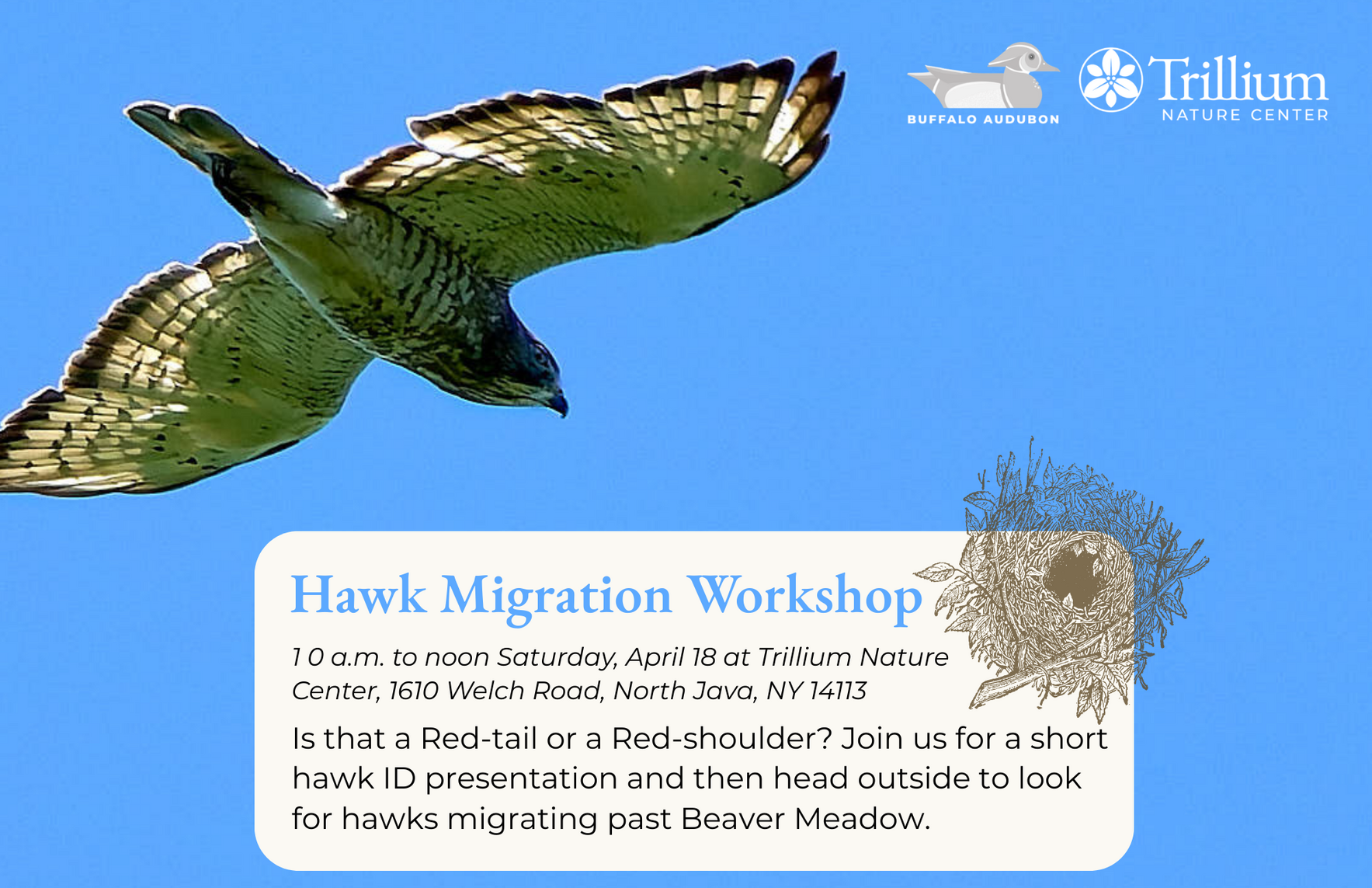 Hawk Migration Workshop image