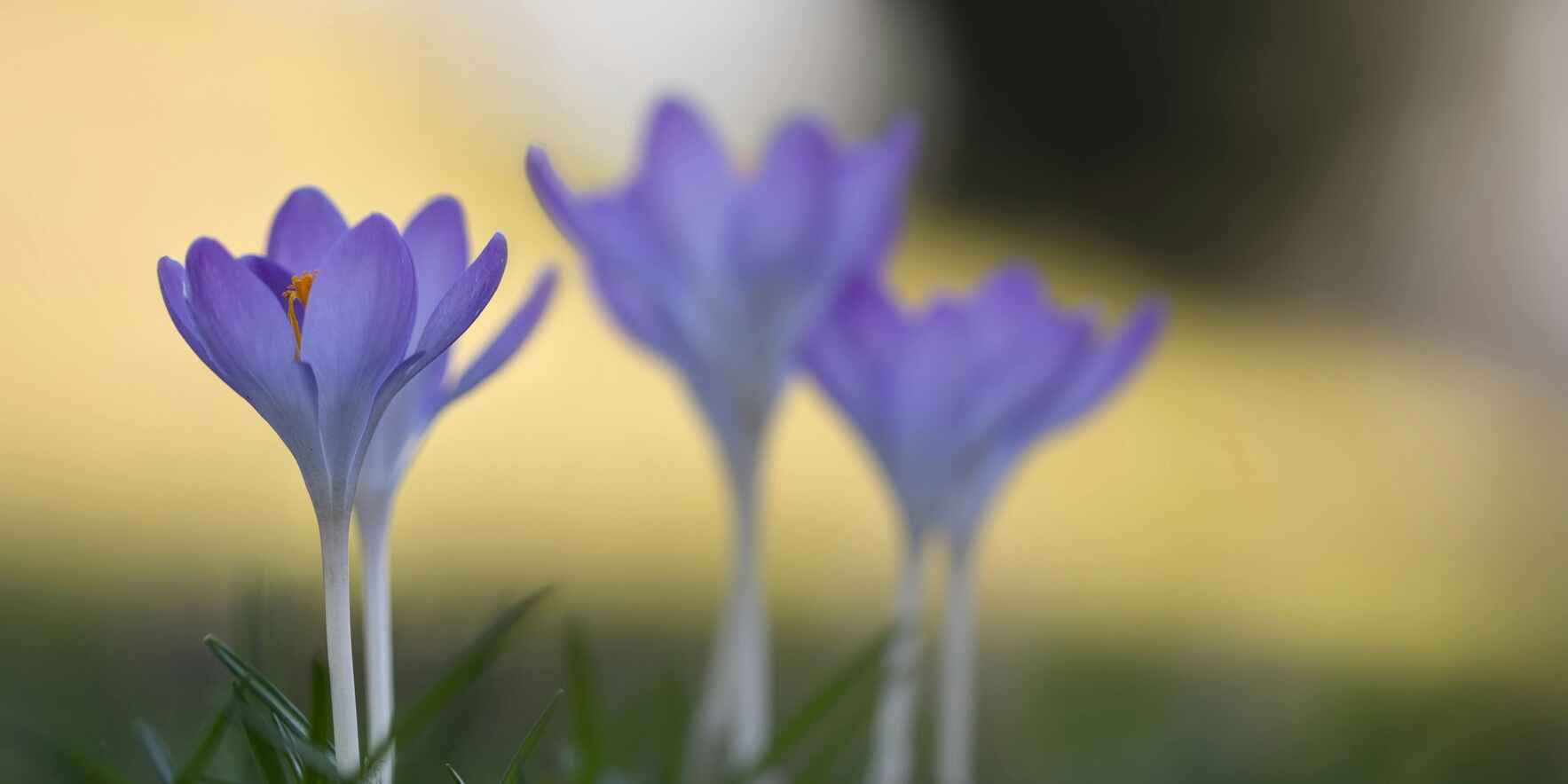 Awakening the Crocus: A Mini By-Donation Spring Equinox Retreat for Women image