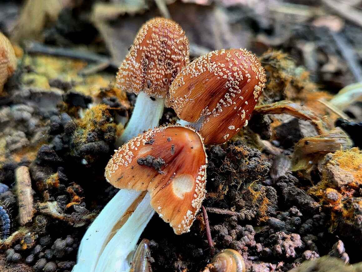 The Big Mushroom Hike image