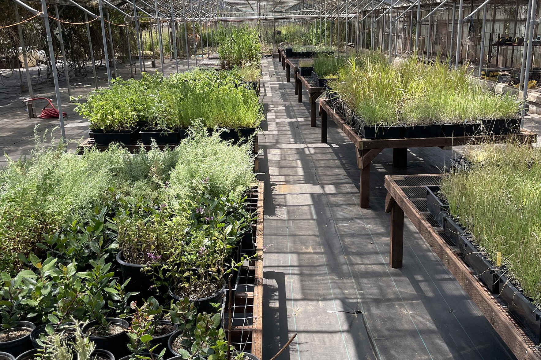 Nursey Day at our Native Plant Nursery - March 25, 2026 image