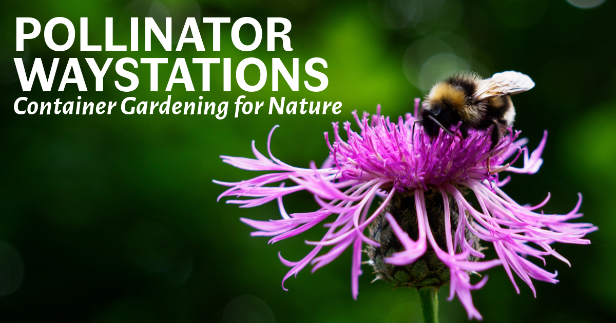 Pollinator Waystations image