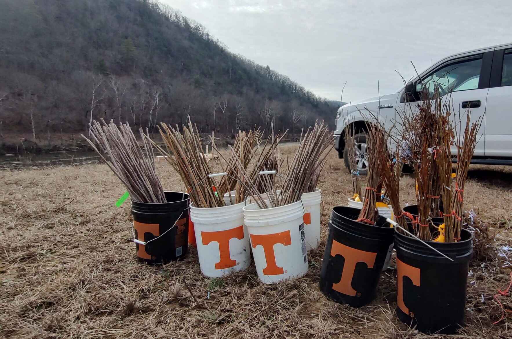 TN Stream Live Stake Harvesting Workshop image