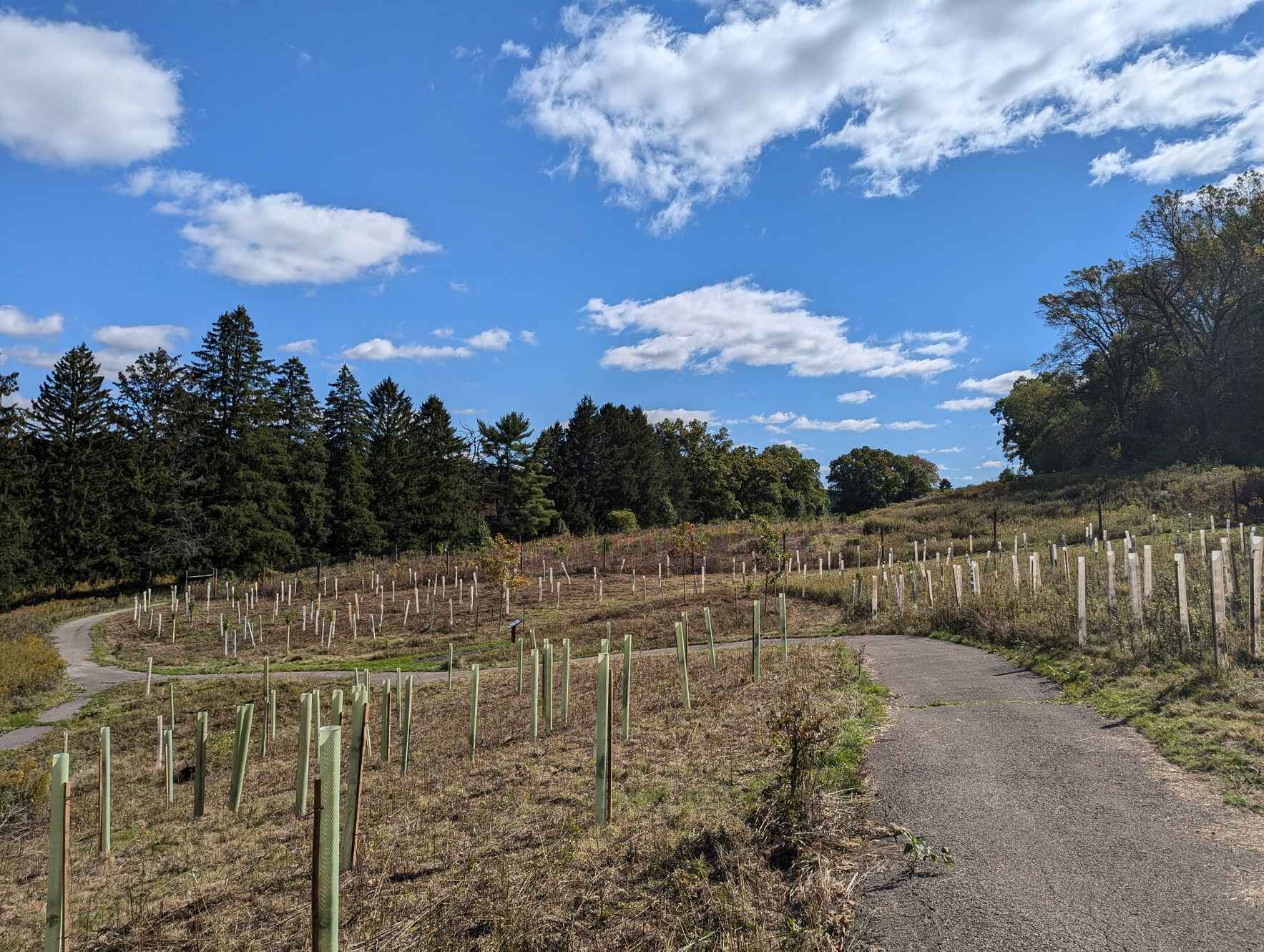 Tree Steward Program Field Training- Churchill Valley Greenway image