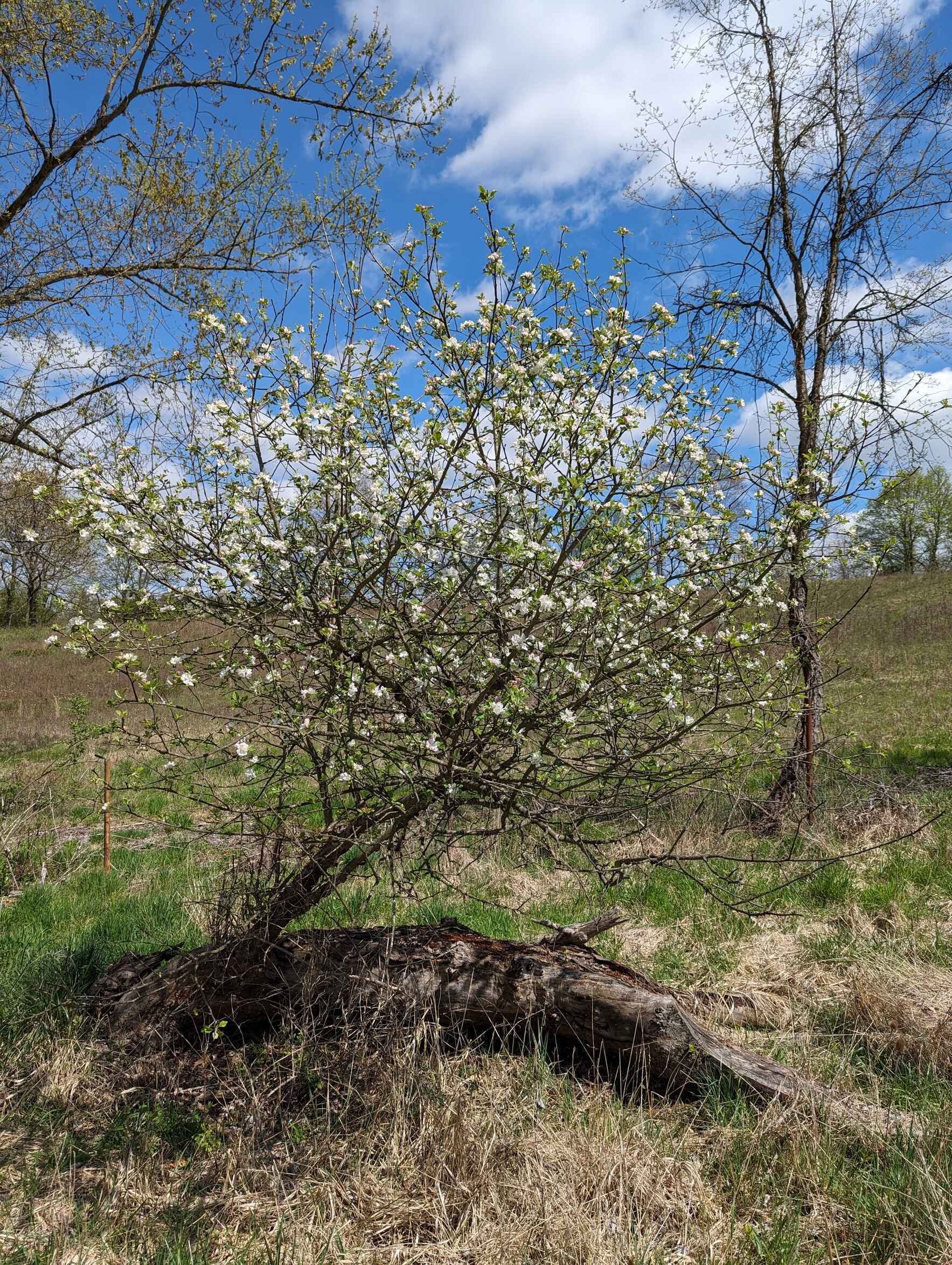 Tree Steward Program Field Training- Irwin Run image