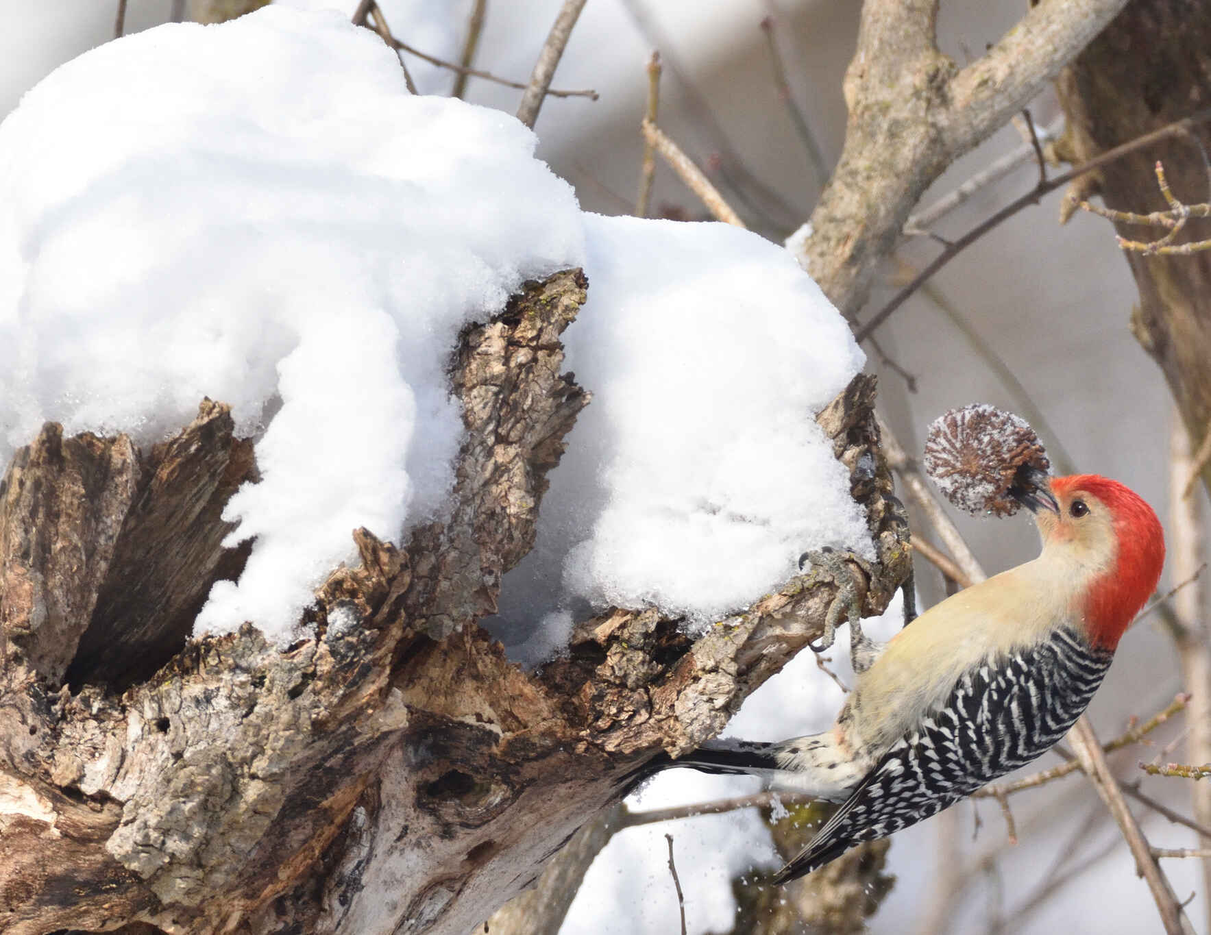 Mindful Birding at Valley Forge National Historical Park image