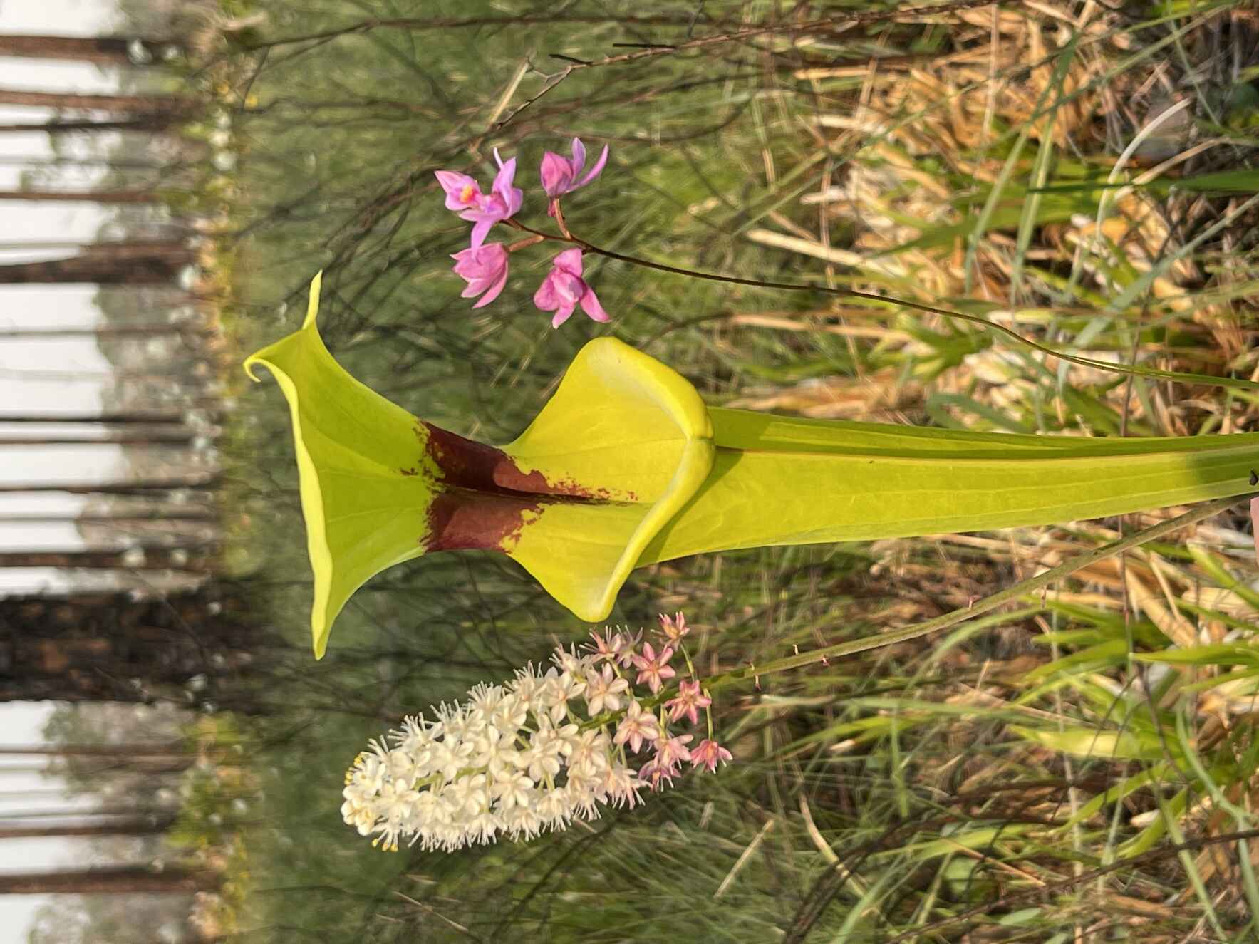Bodacious Blooms Wildflower Tour image