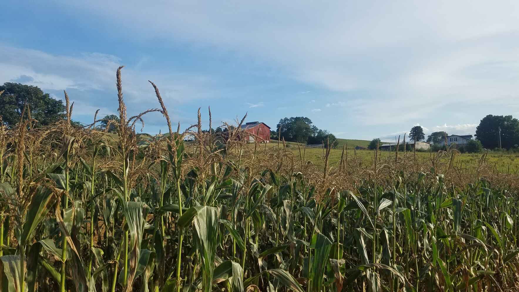 Virtual Farm Insurance Workshop image