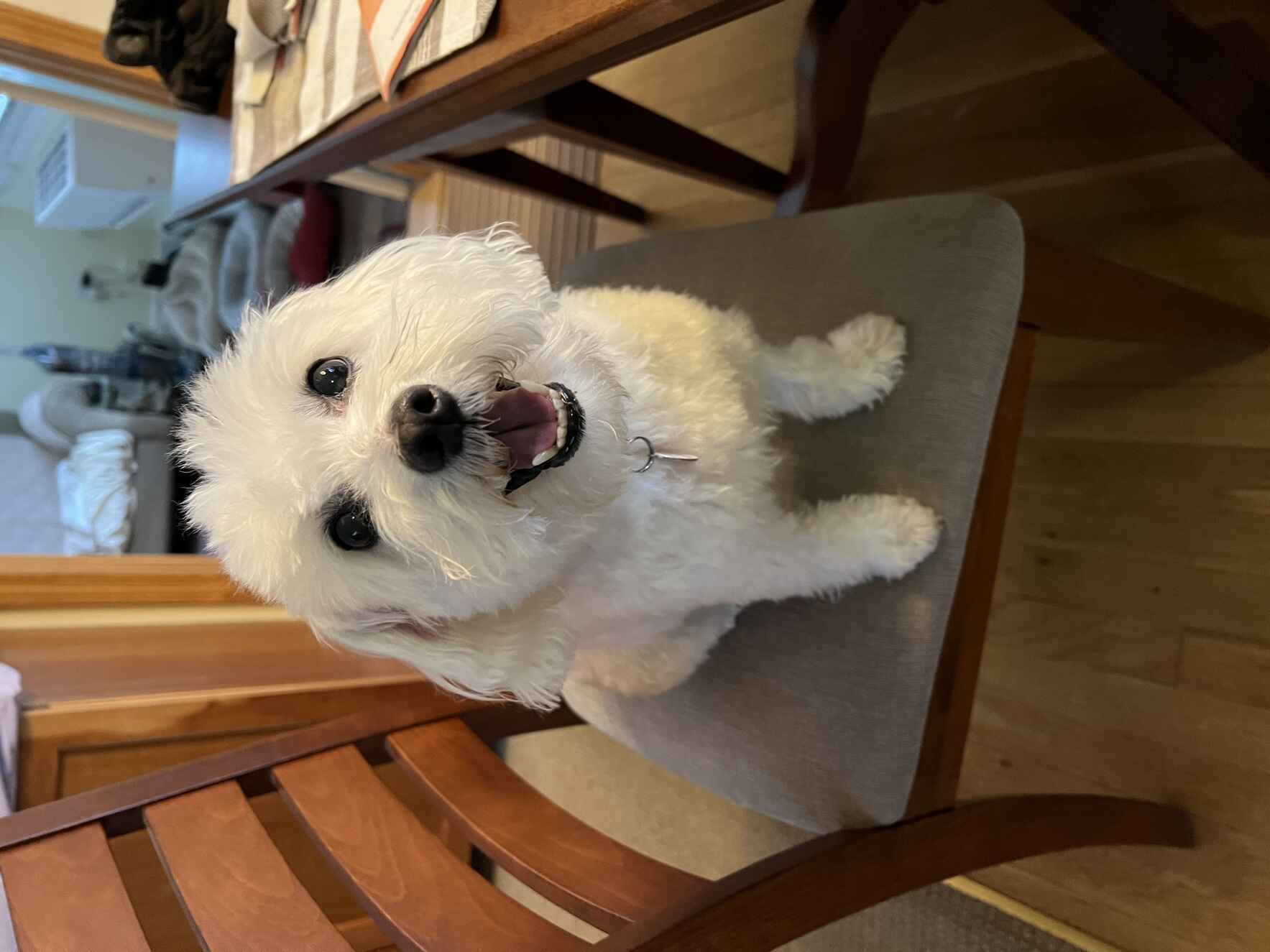 Evie's 14th Bday and Piglet's 9th Gotcha Day ZOOM Party! image