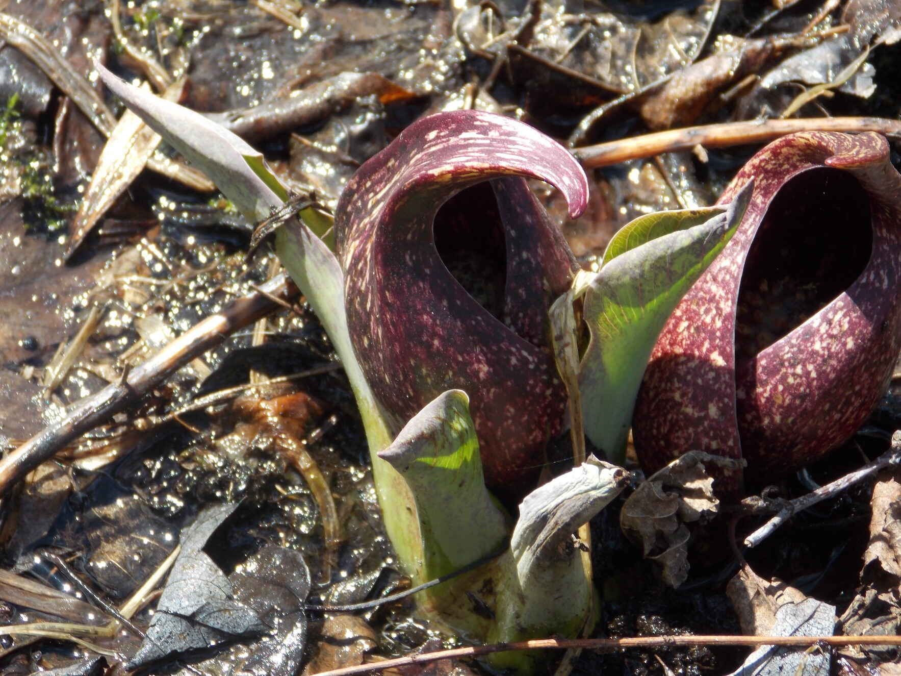 Spring in the Wetland image