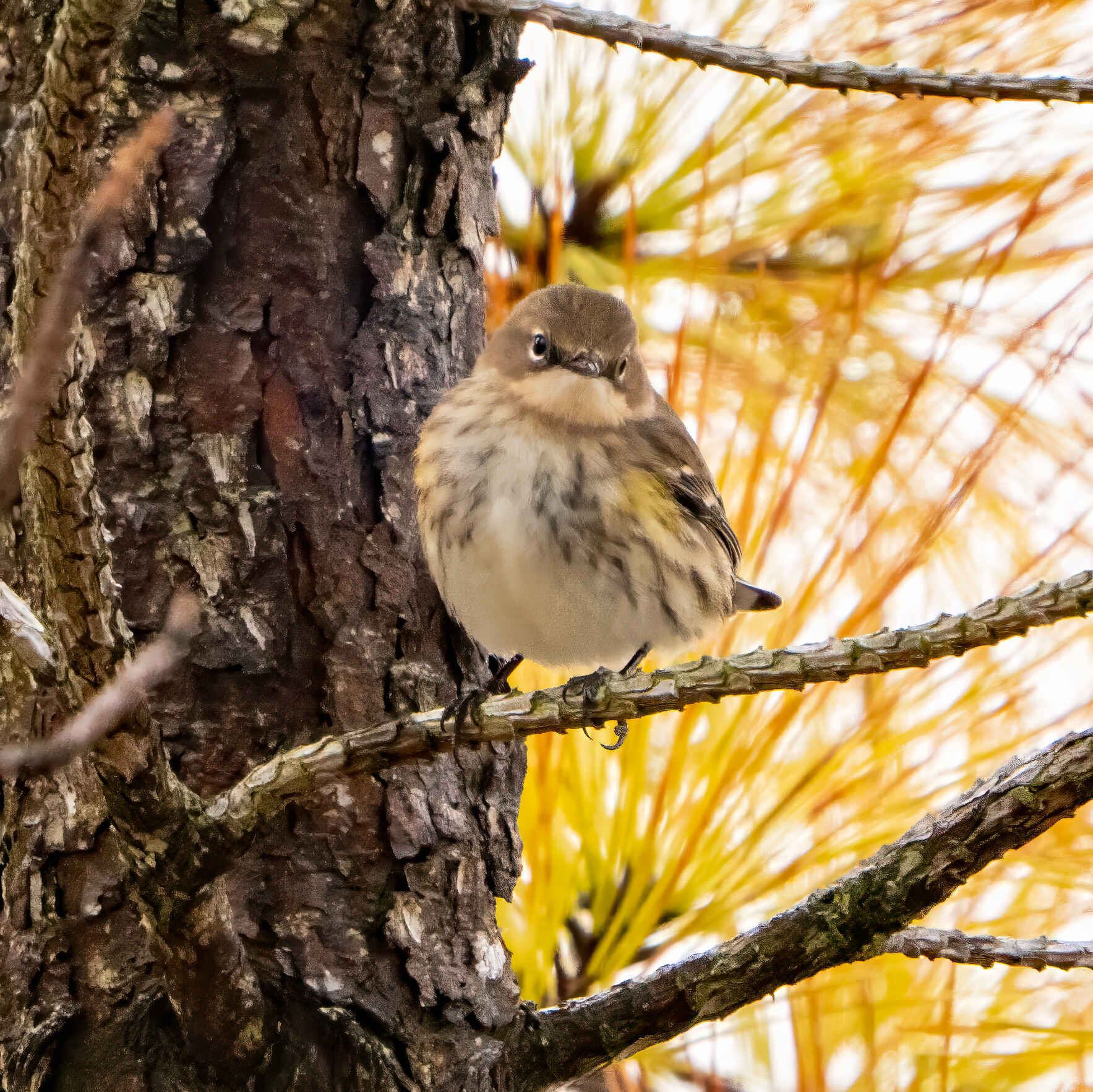 April Bird Walk at Pleasure House Point image