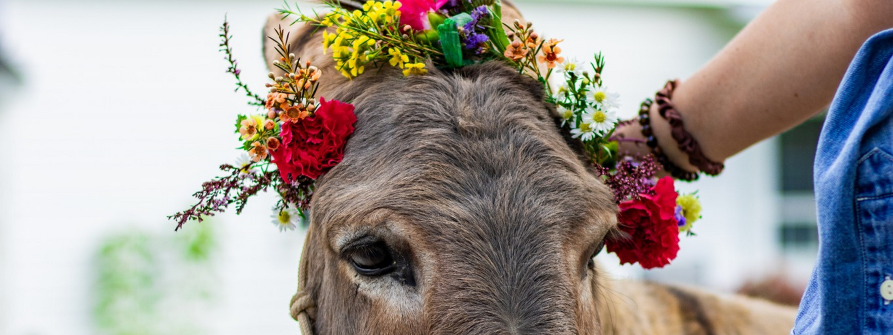 3rd Annual Bouquets & Brays image