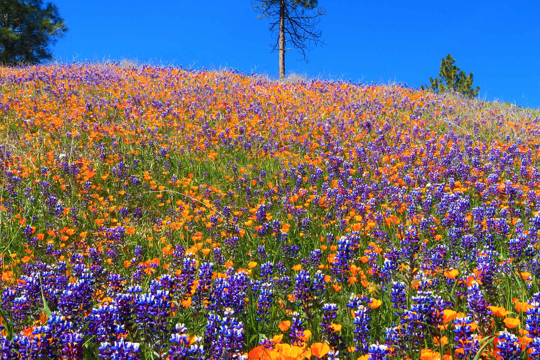 Wildflower Adventure on Figueroa Mountain image