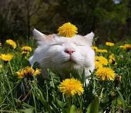 Spring Brunch Benefit 2026 image